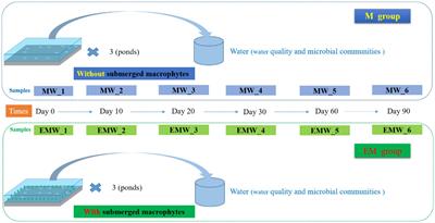 Effects of submerged macrophytes (Elodea nuttallii) on water quality and microbial communities of largemouth bass (Micropterus salmoides) ponds